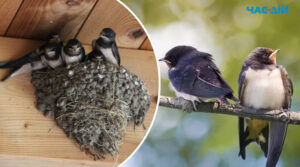 Чому птахи в’ють гнізда на вашому будинку: народні повір’я