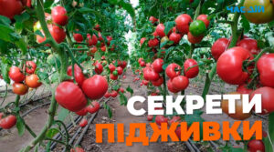 Щоб росли великими та соковитими: секрети підживлення томатів