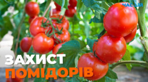 Простий метод, який допоможе захистити врожай помідорів
