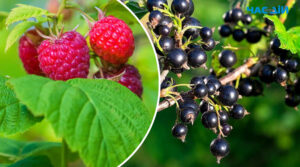 Виростуть і в тіні: фрукти та ягоди, які не потребують багато сонця