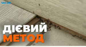 Як позбутися мурах у квартирі: господиням на замітку