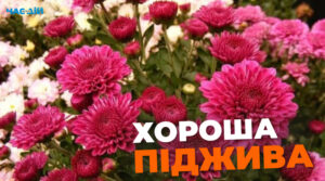 Чим удобрити хризантему влітку: поради для квітникарів