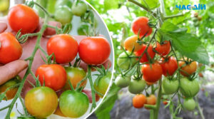 Чим удобрити помідори, щоб швидше дозрівали: дієве підживлення