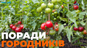 Чим полити помідори для хорошого врожаю: ви здивуєтеся 