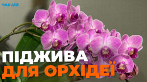 Чим підживити орхідею, щоб вона пишно цвіла: поради господиням