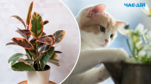 Які кімнатні рослини можуть бути небезпечними для котів: думка експертів