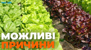 Чому листя салату може гірчити: можливі причини