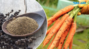 Як урятувати врожай моркви за допомогою меленого перцю