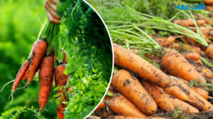 Морква вродить велика й соковита: секрети підживлення