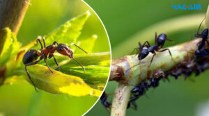 Як позбутися мурах на городі: знадобляться банани