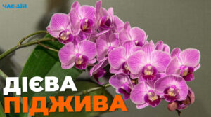 Чим підживити орхідею: три ефективні способи 