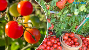 Чим підживити помідори, щоб вони росли “як на дріжджах”