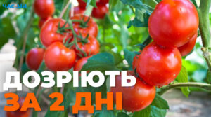 Чим полити помідори для швидкого дозрівання: поради дачників