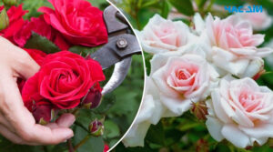 Осінній догляд за трояндами: як не нашкодити квітам