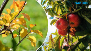 Правильні сусіди для яблуні: що садити поряд з деревами для гарного врожаю