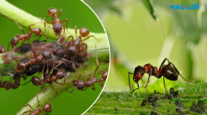 Як швидко прогнати мурах: універсальний спосіб