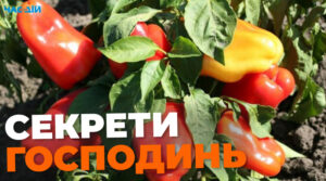 Як збільшити урожай перцю: секрети досвідчених городників