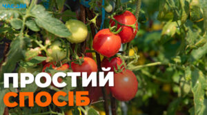 Чим підгодувати помідори, щоб був хороший врожай: копійчані способи