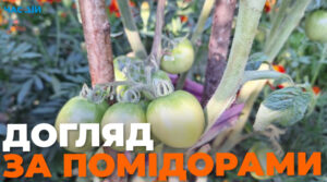 Чим підживити помідори в серпні для рясного плодоношення: поради городникам