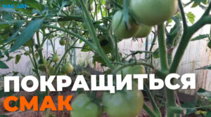 Чим підгодувати помідори в серпні, щоб покращився смак плодів: поради городників