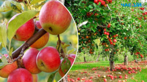 Чим хворіють яблуні: 7 захворювань, які слід терміново лікувати