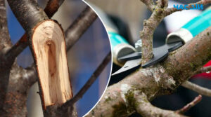 Чим замазати пошкодження на стовбурах садових дерев: 3 перевірені засоби