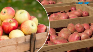 Навіщо картоплю зберігати разом із яблуками: дачний лайфхак