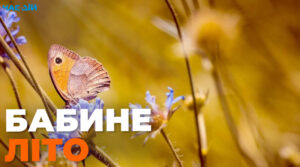 В Україну прийшло перше бабине літо: прогноз синоптика