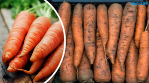 Як зберігати моркву, щоб долежала до весни: корисні поради