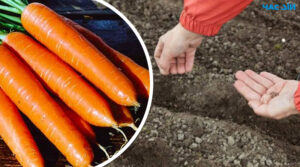Чому досвідчені городники радять сіяти моркву восени