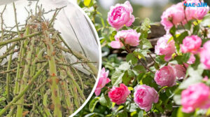Чим вкривати кущі троянд на зиму, щоб не вимерзли: поради квітникарів