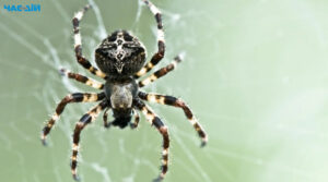 До чого сниться павук: тлумачення відомих сонників