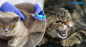 У передмісті Дніпра скажений кіт покусав людей: у небезпечній зоні триває вакцинація