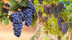 Обов’язкові роботи у винограднику в жовтні: що потрібно зробити