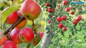 Як покращити врожайність яблунь осіннім поливом: поради садівникам