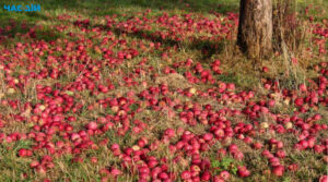 Чим небезпечно залишати опалі яблука в саду