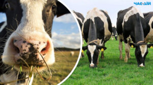 На Гаваях є ферма на якій за 20$ діє безліміт на антистрес-терапію з коровами