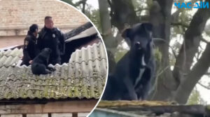 Порятунок чотирилапого: на Рівненщині з даху будівлі знімали травмованого пса (ВІДЕО)