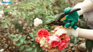Що треба зробити з трояндами восени, щоб вони не хворіли: три етапи догляду