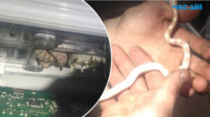 Змія у пральній машині: у Києві власники квартири знайшли неочікуваного гостя