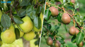 Чим підживити грушу восени, щоб навесні на ній зав’язувалися плоди