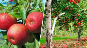 Що зробити з яблуками, щоб вони зберігалися довше: хитрість із прополісом