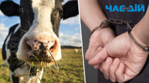 На Хмельниччині хлопець дізнався, що в селі скуповують худобу і здав сусідську корову