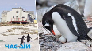 Українські полярники показали перших пінгвінят, які з’явились біля станції “Академік Вернадський” (ФОТО) 