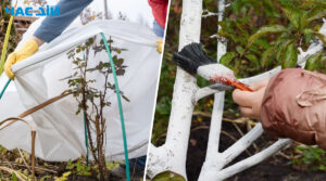 Як підготувати сад до зимових холодів: захищаємо рослини від морозу