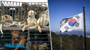 У Південній Кореї ухвалили закон про заборону споживання собак