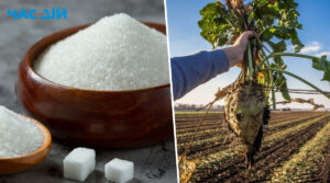 За минулий рік Україна експортувала рекордну кількість цукру