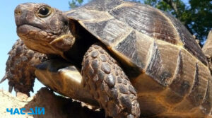 На Хмельниччині поліція вилучила 52 черепахи в організаторів несанкціонованої виставки (ФОТО)