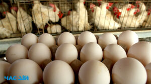 Україна заборонила імпорт яєць та курятини з Чехії