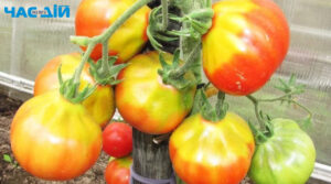 Що робити, якщо в помідорів біля плодоніжки з’явилася жовта пляма